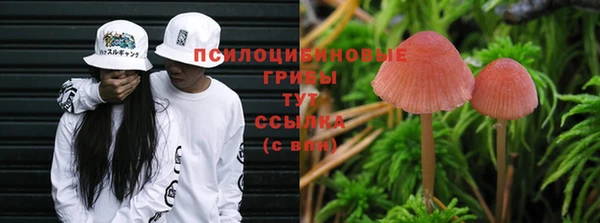 сатива Белокуриха